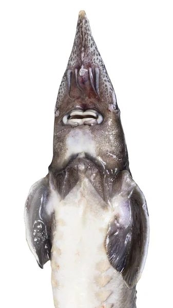 Beyaz Arka Planda Izole Edilmiş Taze Mersin Balığı Başı Görüntüsü — Stok fotoğraf