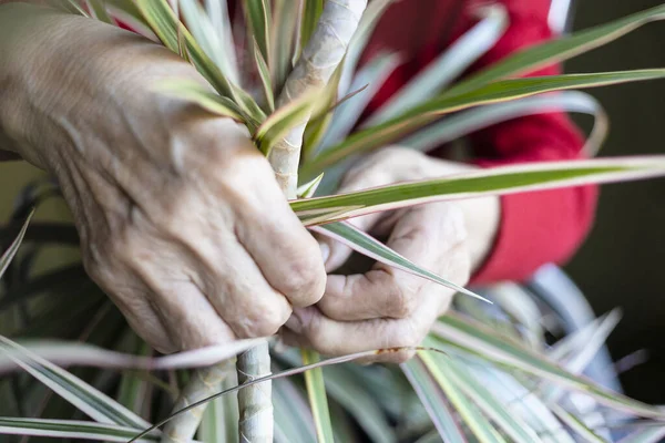 Hands Old Woman Tying Trunk Houseplant Close — Stock Photo, Image