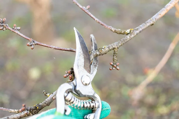 Potatura Ramoscello Ciliegio Con Forbici Vicino Nel Giardino Campagna — Foto Stock