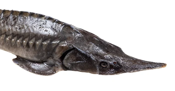 Beyaz Arka Planda Izole Edilmiş Taze Mersin Balığı Başı — Stok fotoğraf