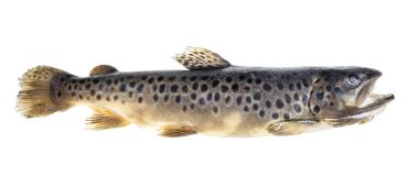 Donmuş alabalıklar beyaz arka planda izole edilmiş.