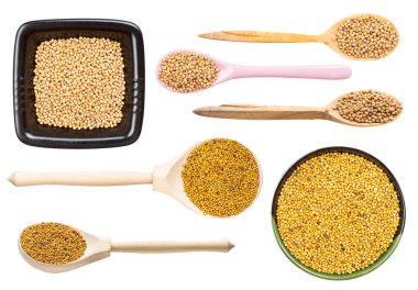 Sinapis Alba hardalının çeşitli tohumları beyaz arka planda izole edilmiş.