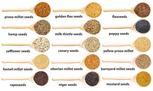 Conjunto Vistas Superiores Cuchara Madera Con Varias Semillas Con Nombres — Foto de Stock