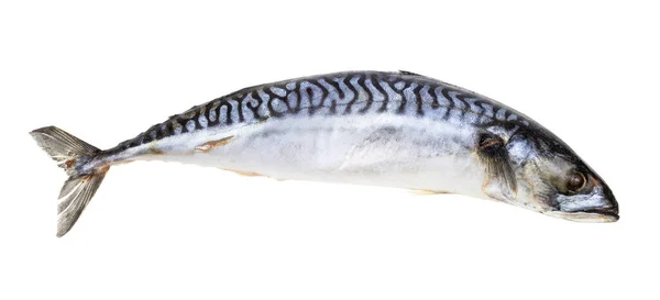 Fryst Makrill Fisk Isolerad Vit Bakgrund — Stockfoto