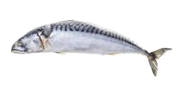 Mrożone Całe Makrele Odizolowane Białym Tle — Zdjęcie stockowe