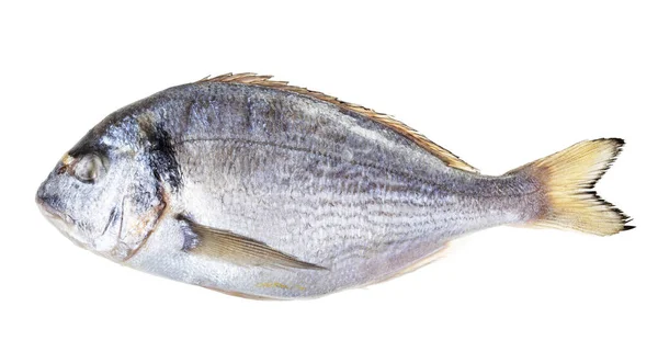Gefrorener Ganzer Orata Fisch Isoliert Auf Weißem Hintergrund — Stockfoto