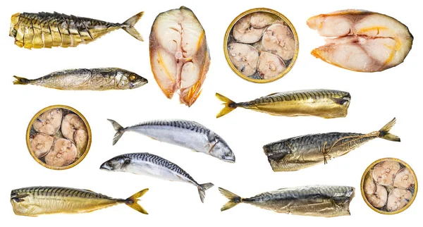 Σύνολο Διαφόρων Μαγειρεμένα Και Ωμά Ψάρια Σκουμπριού Που Απομονώνονται Λευκό — Φωτογραφία Αρχείου