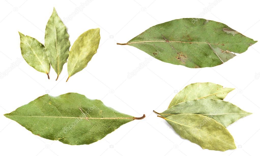set of various dried green bay leaves isolated on white background