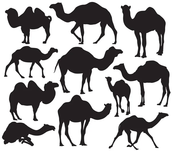 Vector camel silhouette — Stock Vector