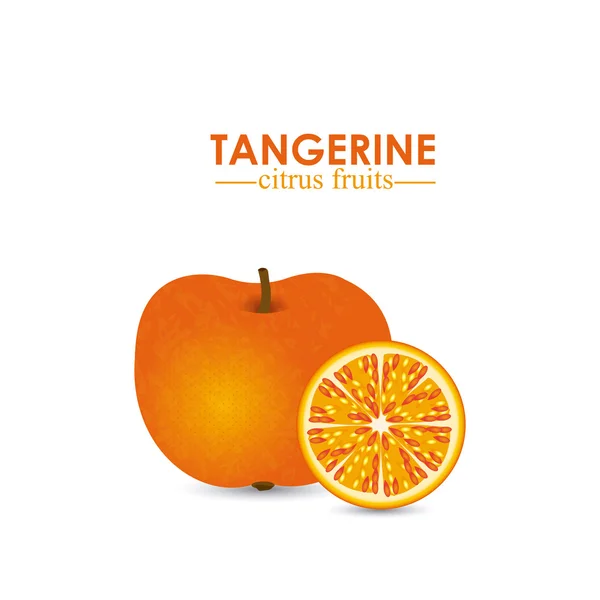 Cítricos de mandarina — Archivo Imágenes Vectoriales
