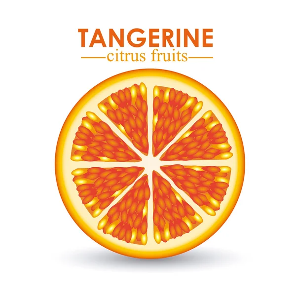 Tangerine citrus fruit — Stock Vector