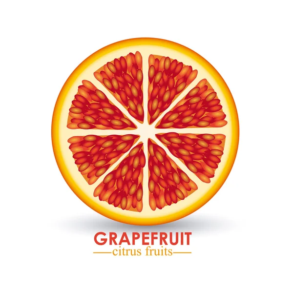 Grapefruit citrus fruit — Stock Vector