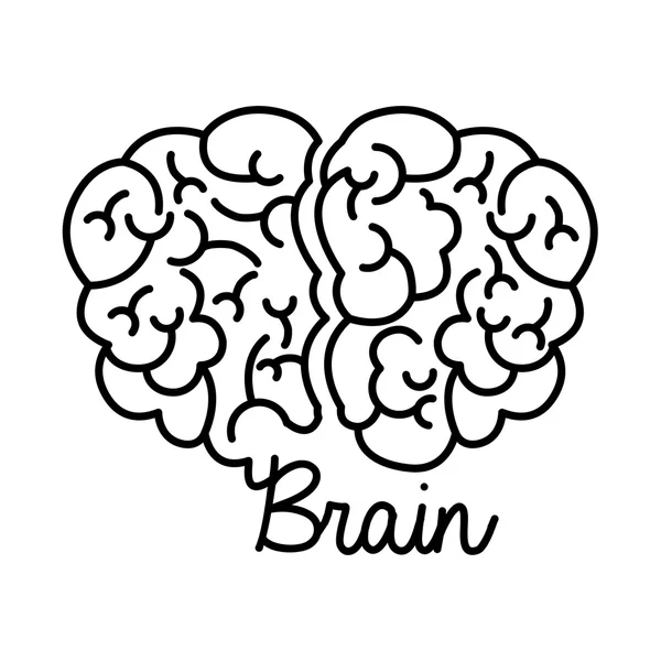 Brain design — Stock Vector