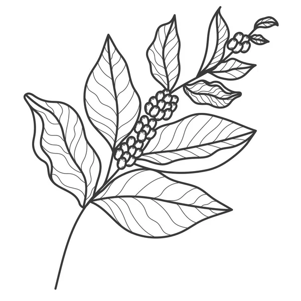 Koffie plant illustratie — Stockvector