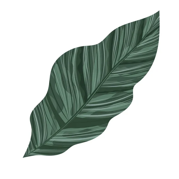 Feuille verte mignonne — Image vectorielle