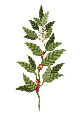 Kahve bitkisi illüstrasyonu