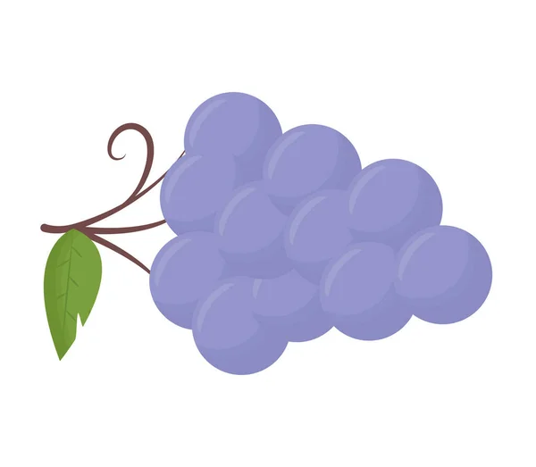 Rama de uvas púrpura — Vector de stock