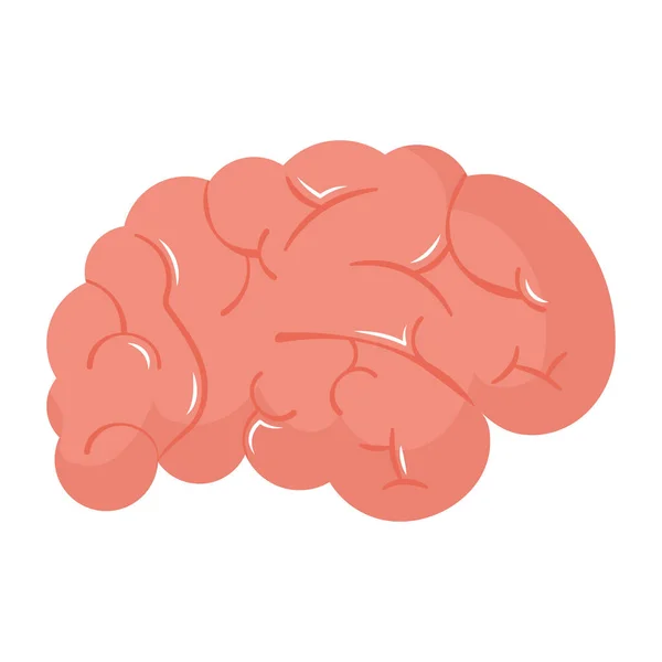 Human brain illustration — Stock Vector