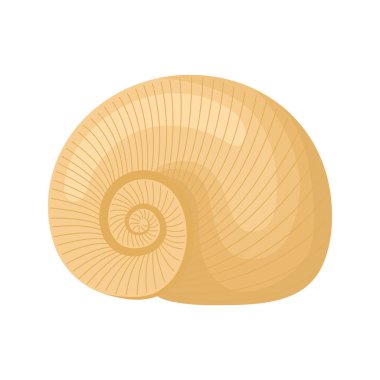 Kabuklu deniz kabuğu tasarımı