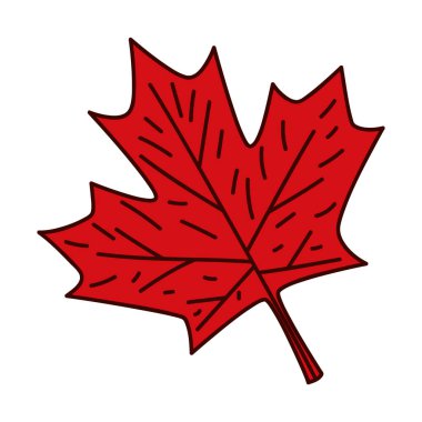 Güzel akçaağaç yaprağı