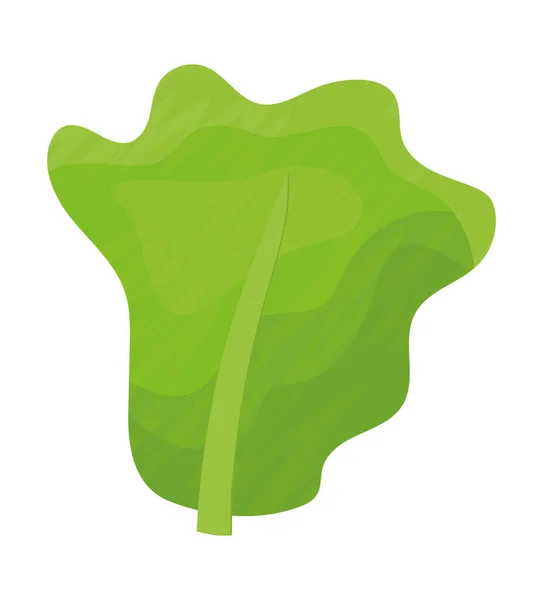 Lettuce leaf illustration — ストックベクタ