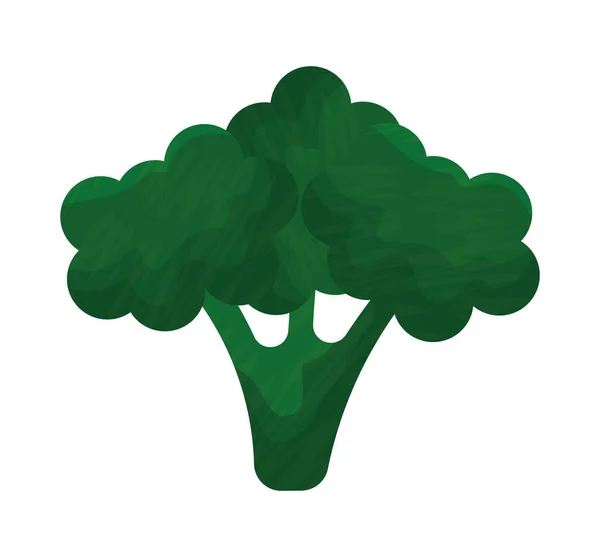 Broccoli plant design — Stock Vector