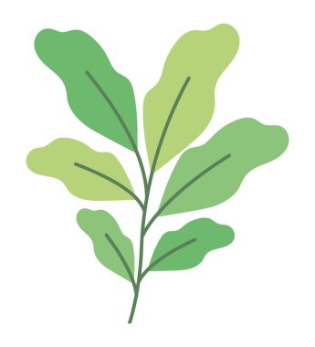 Beyaz yapraklı bitki