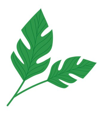 Beyaz üzerine iki yaprak illüstrasyonu