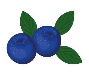 blueberry fruit design over white