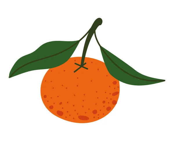 Orange Fruit Illustration White —  Vetores de Stock