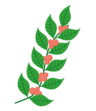 cooffee plant design over white