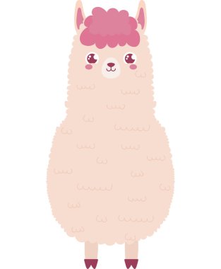 Tatlı, güzel lama beyaz üzerine