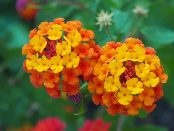 Πορτοκαλί μικρό λουλούδι — Φωτογραφία Αρχείου