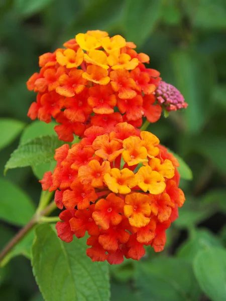 Orange liten blomma — Stockfoto
