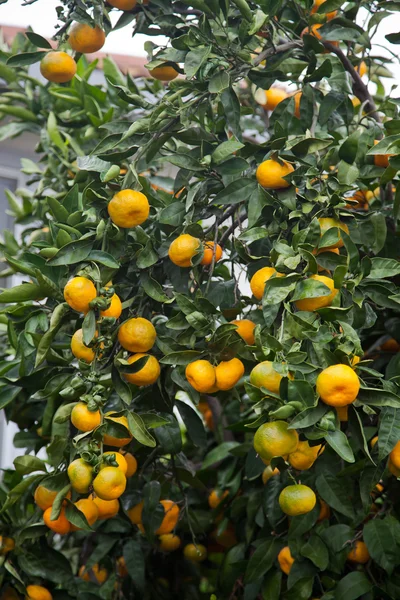 Orange tree — Stock Photo, Image