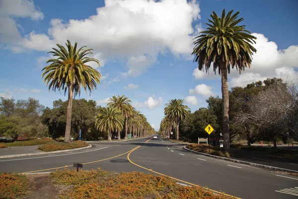 Palo alto