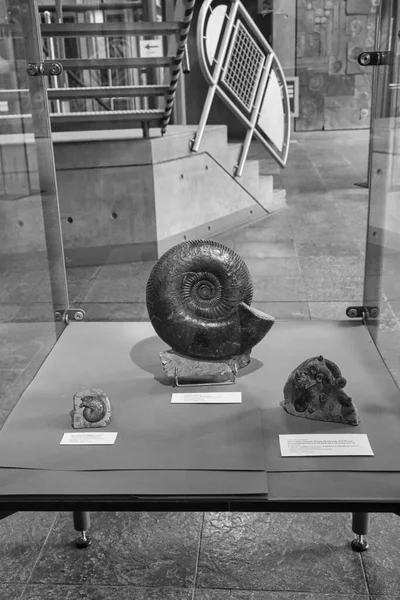 Kagylók Fosszilis Múzeum Dotternhausen Németország Egy Ősi Ereklye Kővé Dermedt — Stock Fotó