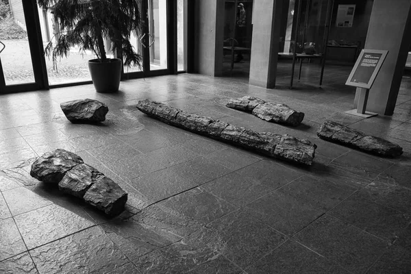 Museo Fósil Almejas Dotternhausen Alemania Artefacto Antiguo Conchas Petrificadas — Foto de Stock