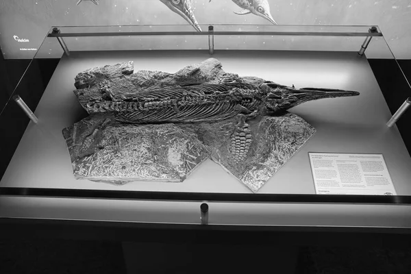Kagylók Fosszilis Múzeum Dotternhausen Németország Egy Ősi Ereklye Kővé Dermedt — Stock Fotó