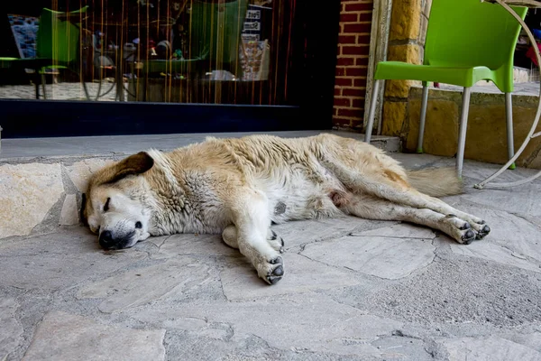 Homeless Dogs Sleeping Streets Georgia — Stock Photo, Image