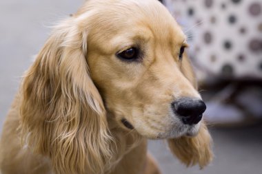 Zavallı köpeği kaybettim