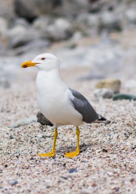 Sitting seagull at the seashore clipart