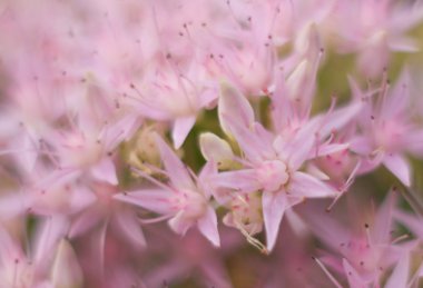 phlox, aşırı yakın çekim floscule