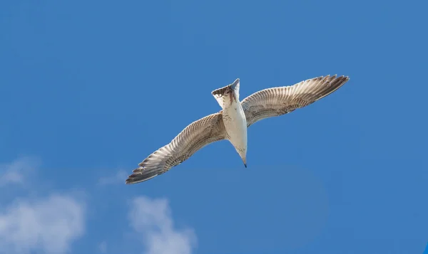 Seagull Larus argentatus floating in the blue sky — Stock Photo, Image