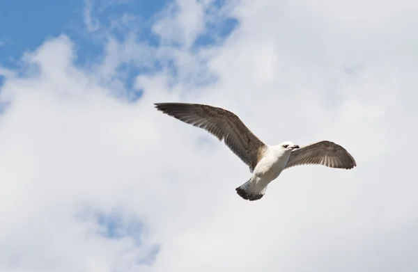 Gaviota flotando extendiendo alas anchas en el cielo nublado — Foto de Stock