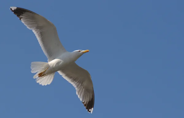 在晴朗的天空中飞行的鲱鱼海鸥 — 图库照片