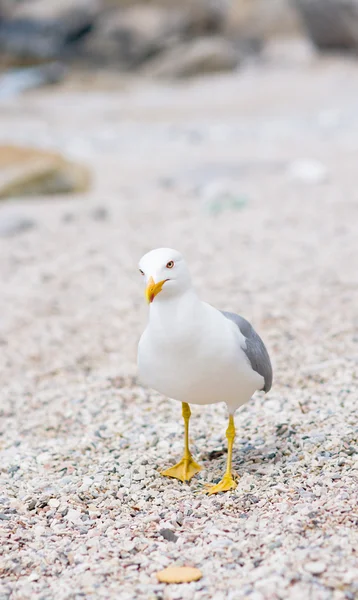 Curious seagull at the beach and cookie — Stock Photo, Image