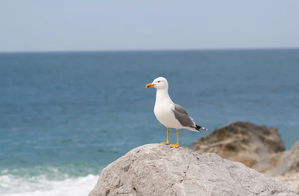 Seagull sitting on the stone at the seashore — Stock Photo, Image