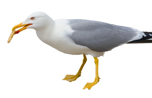 Sitting seagull isolated over white with cookie — Stock Photo, Image