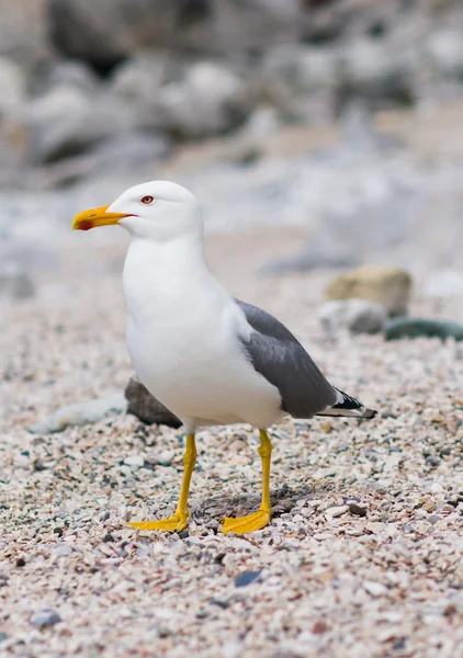 Sitting seagull at the seashore — Stock Photo, Image